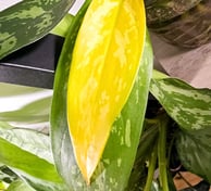 Yellowing plant leaves