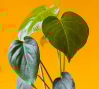 Juvenile Monstera deliciosa leaves with no fenestrations, splits, or holes