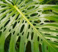Fully mature, fully fenestrated Monstera deliciosa leaf with splits, holes, and perforations