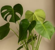 Semi mature monstera deliciosa leaves with some splits