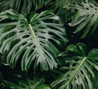 Fully matured Monstera leaves