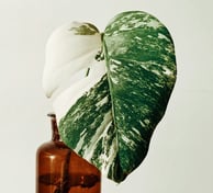 Non fenestrated juvenile Monstera Deliciosa Albo leaf