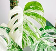 Semi mature Monstera Albo Variegata with splits in the leaves