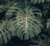 Mature form of Monstera Deliciosa with fully fenestrated leaves, with both splits and holes