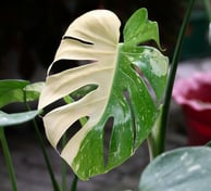 First signs of maturity in Monstera plants with splits in the leaves