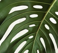 First stage of leaf maturation for Monstera with leaf splits and holes