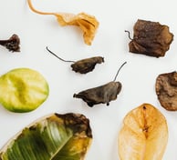 Dropped sick houseplant leaves in varying stages of brown, yellow, and green