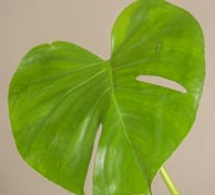 Slightly more mature Monstera leaf with two splits