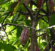 branche de cacao criollo