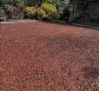 champ rempli de cacao
