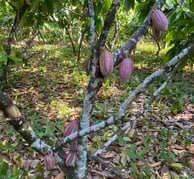 arbre branche de criollo