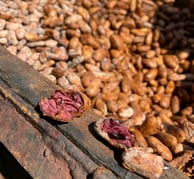 graine de cacao ouvert