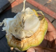 cacao criollo blanc