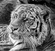 a tiger in the water in a zoo enclosure, hyperrealism