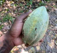 cacao criollo blanc