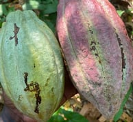 criollo cacao