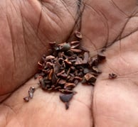 paume de main cacao criollo 