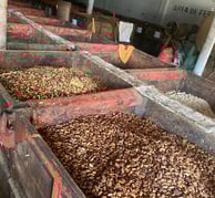 cacao criollo 