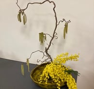 Ikebana cu mimoză galbenă și crenguțe contorsionate, în vas ceramic.