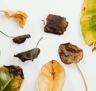 Several dropped houseplant leaves