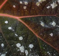 White powdery spots on plant leaf