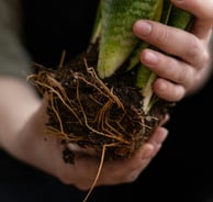 Snake plant roots