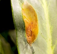 Edema on Aglaonema leaf