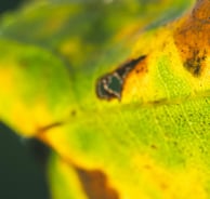 Bacterial leaf spot