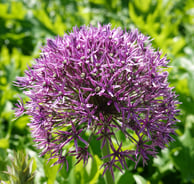 Blume 1