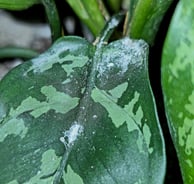 Sooty, cottony white mould caused by mealy bugs