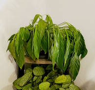 Wilting houseplant