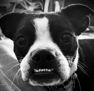 Boston Terrier Piper a Tender Paws Therapy Dog shows off her underbite.