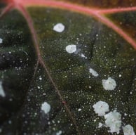 Leaf with fungal spots