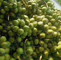 Coconut selection