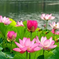 Natural Pond