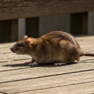 rat dans le jardin