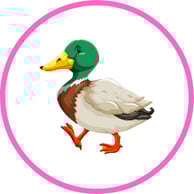 Feed the Ducks at the Park