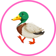 Feed the Ducks