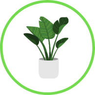 Buy some Indoor Plants