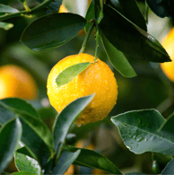Natural Fruit Solids