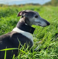 Whippet coucher dans l'herbe