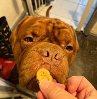 Pumpkin patiently waiting for his Bravo Biscuit 