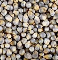 bajra