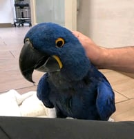 Hyacinth macaw parrot shop