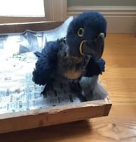 Hyacinth macaw parrot shop