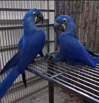 Hyacinth macaw parrot shop
