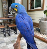 Hyacinth macaw parrot shop