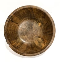 Norfolk Island Pine 210mm x 75mm