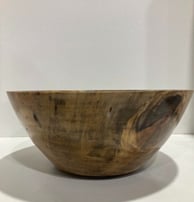 Norfolk Island Pine 210mm x 75mm