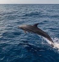 Dolphin jumping near our skiff boat during a Zanzibar Catamaran Fishing Charter